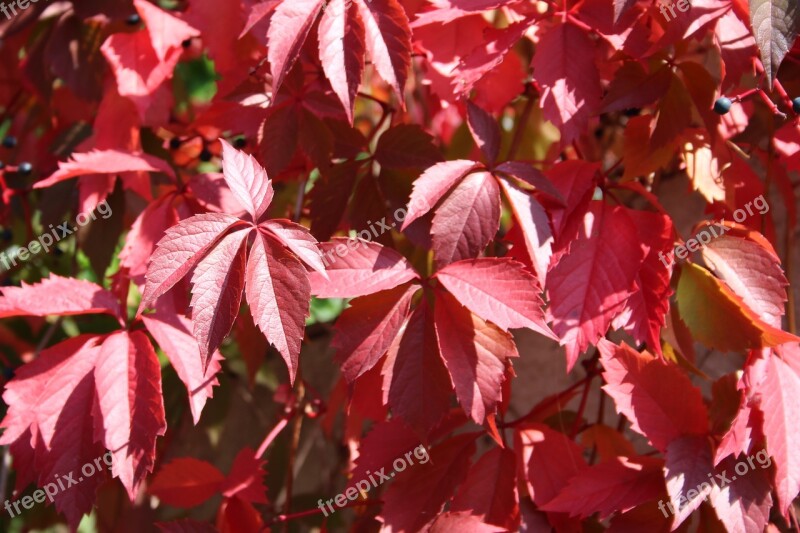 Leaves Red Spring Red Leaves Free Photos