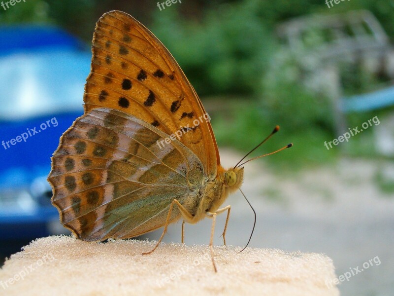 Butterfly Animal At Animals Nature