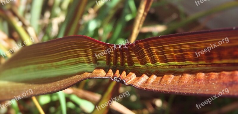 Flax Crease Horizontal Photography Free Photos