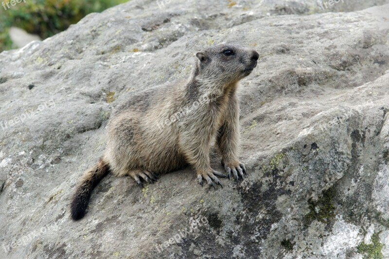 Marmots Aletsch Glacier Valais Jungfrau Region Switzerland