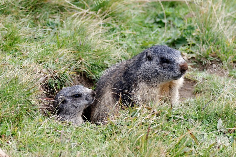 Marmots Aletsch Glacier Valais Jungfrau Region Switzerland