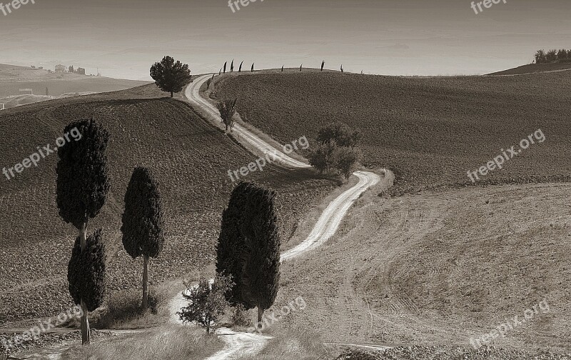 Sw Tuscany Landscape Cypress Mood Columnar Cypress