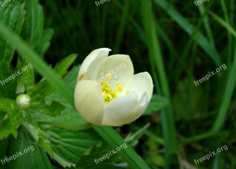 Flower Spring Nature White Bloom