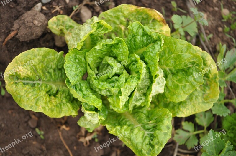 Lettuce Field Farm Ranch Plantation