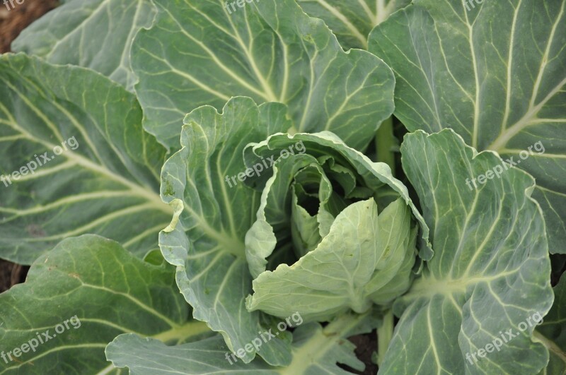 Cabbage Leaves Field Farm Ranch