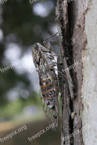 Cicada Provence Profile Insect Nature