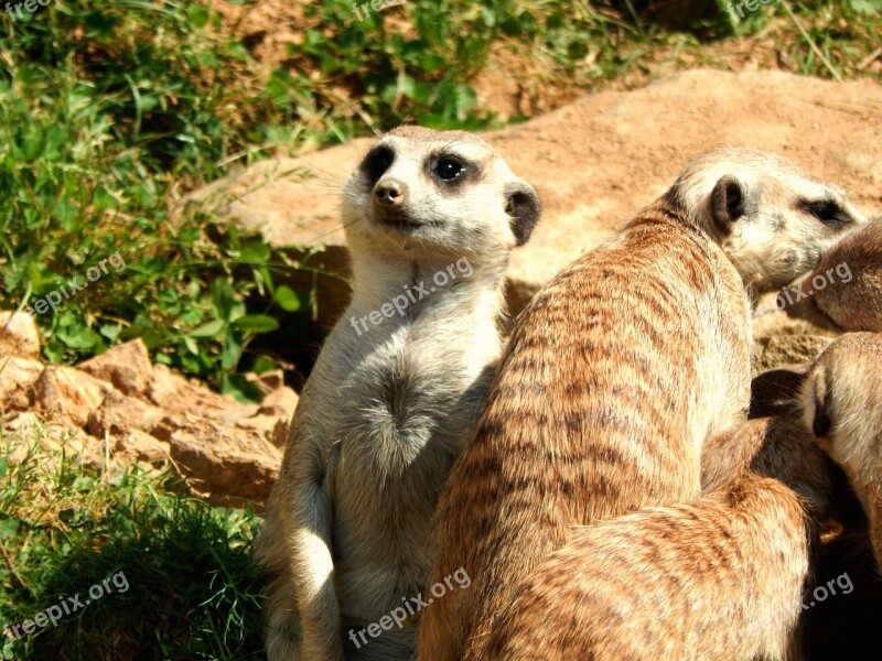 Meerkat Watch Nature Guard Mammal