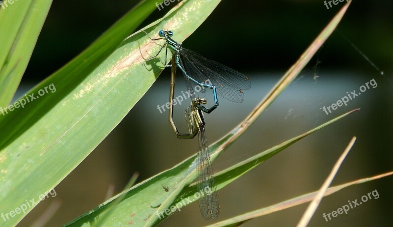 Viscous Love Nature Pond Insects Mating