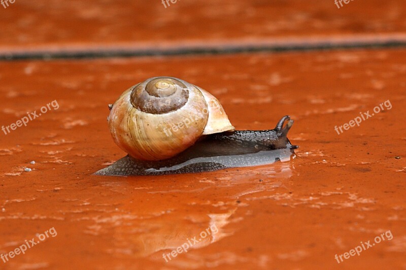 Snail Copse Snail Shell Animal Reptile