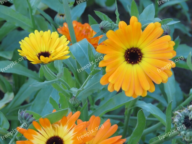 Orange Flower Marigold Nature Autumn