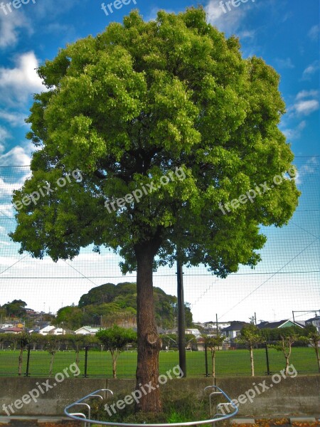 Blue Sky Cloud Image Groves Tree