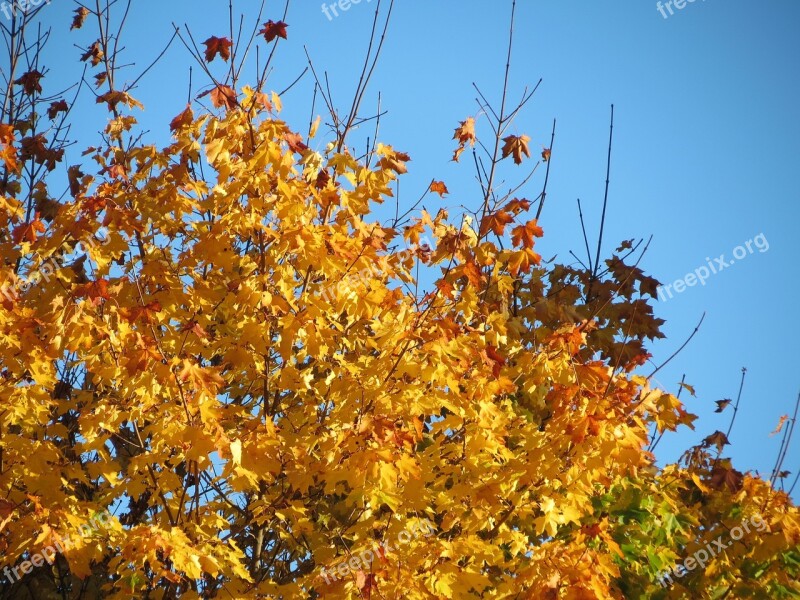 Sky Blue Autumn Fall Colors Orange