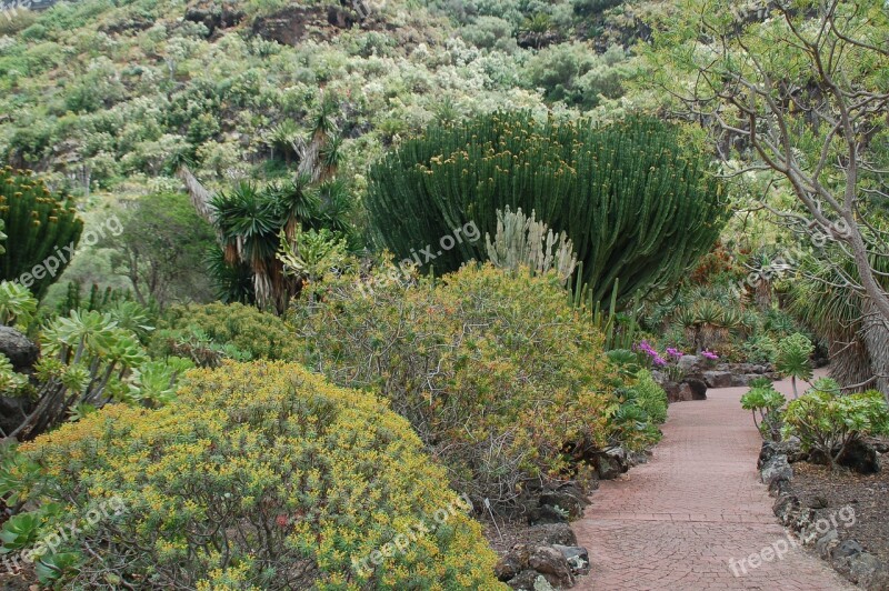 Canary Garden Nature Gran Canaria Free Photos