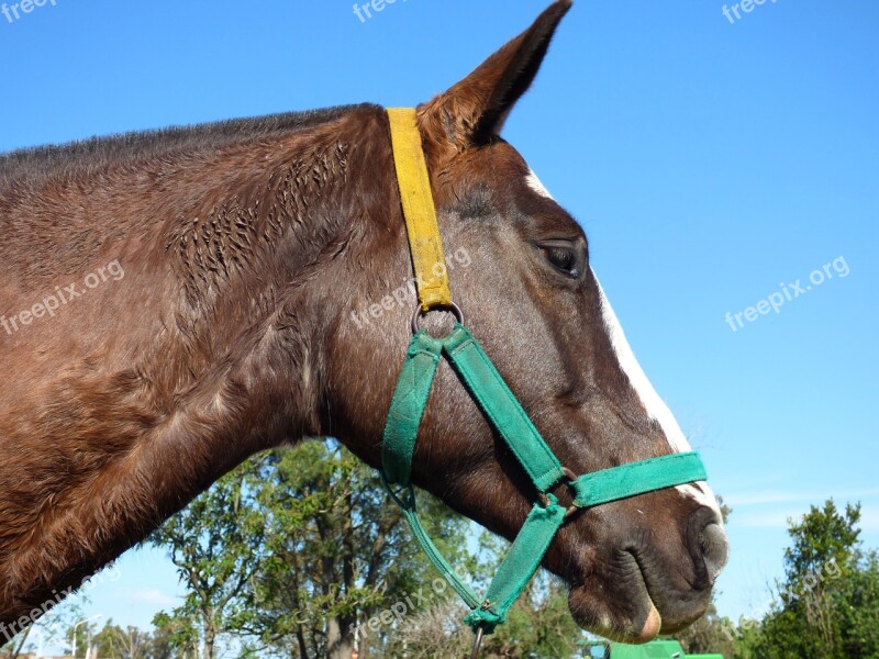 Equine Head Look Attentive Free Photos