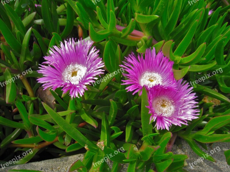 Pine Needle Chrysanthemum Flowers Leaf Green