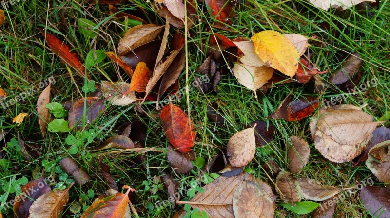 Leaves Autumn Fall Foliage Fall Color Nature