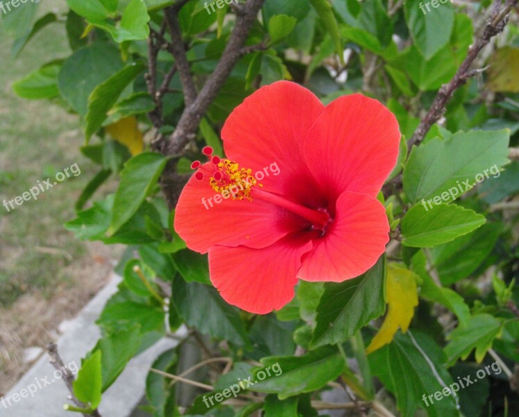 Hibiscus Red Leaf Green One Flower