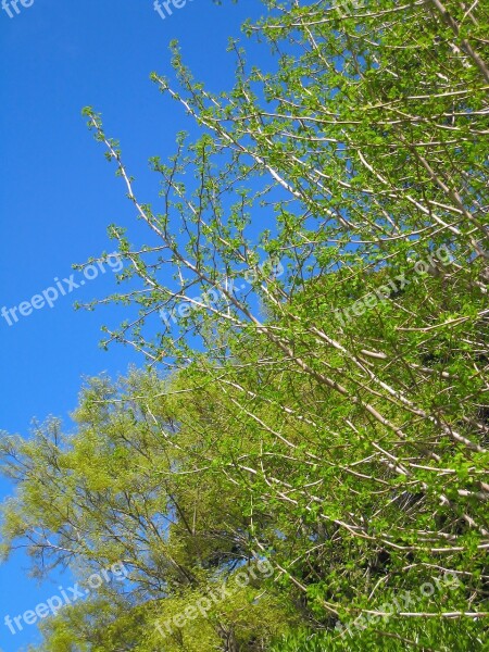 Gingko Tree Maidenhair Tree Ginkgo Biloba Young Leaves New Shoots