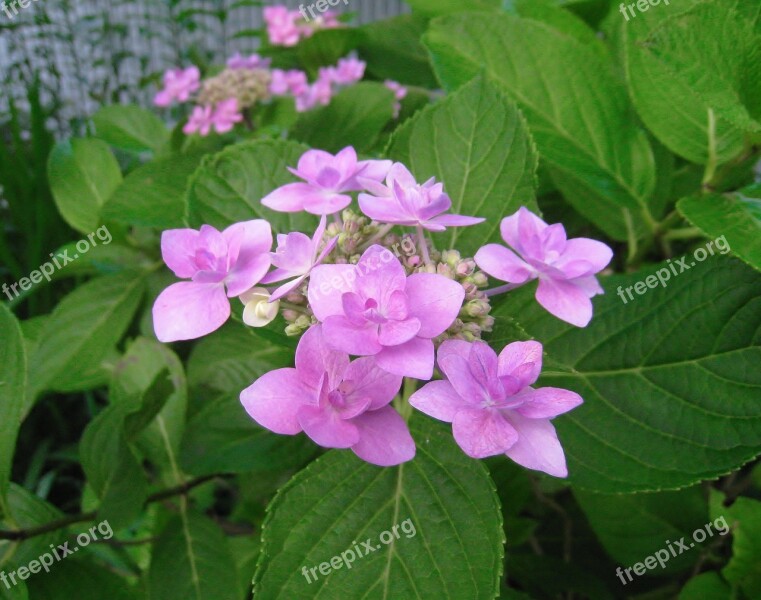 Hydrangea Pink Leaf Rainy Season Drop Of Water