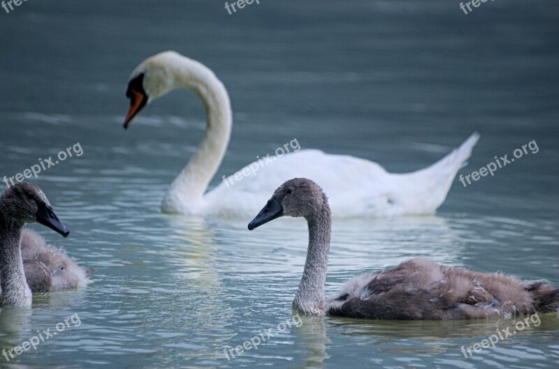 Swan Bird Water Bird Swans Young