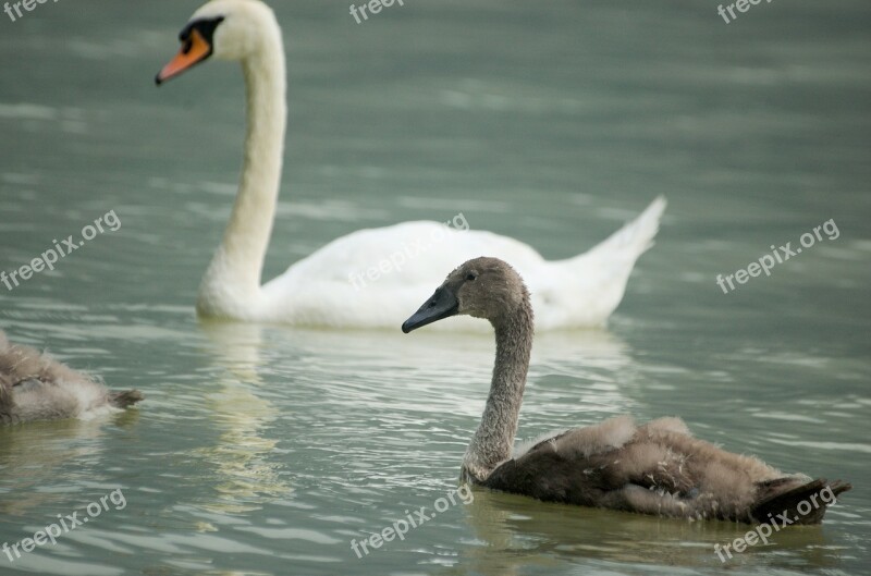 Swan Bird Water Bird Swans Young