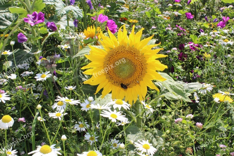 Field Flowers Sunflower Colorful Summer Flower Meadow