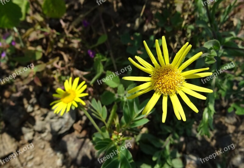 Flower Yellow Sontikli Sonela Pulicaria Wightiana