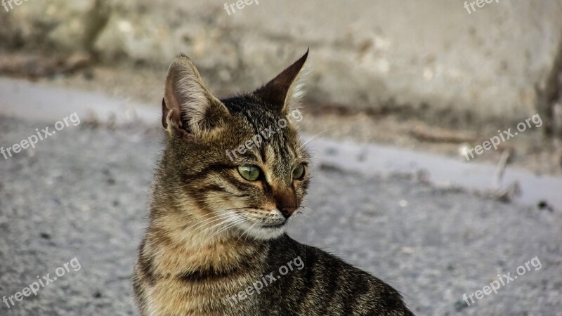 Cat Stray Young Animal Cute