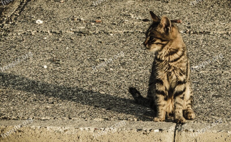 Cat Stray Young Animal Cute