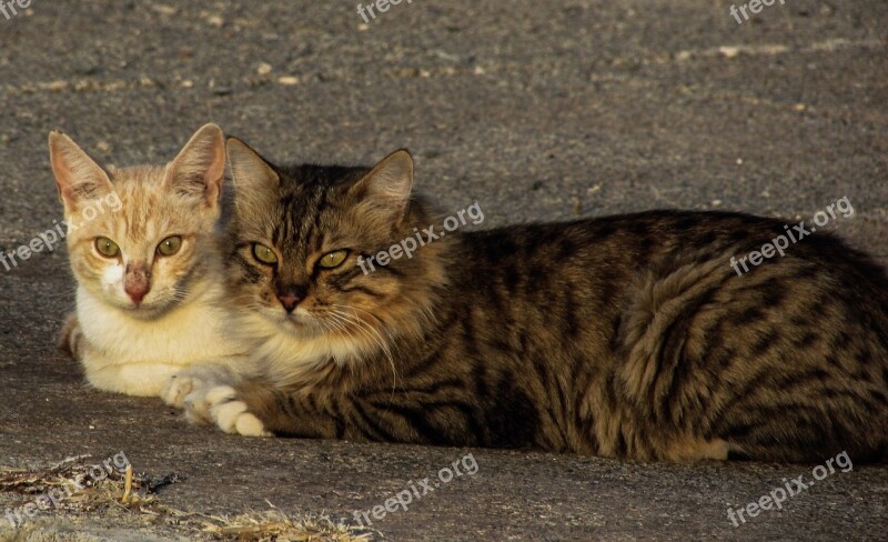 Cats Pair Stray Together Couple