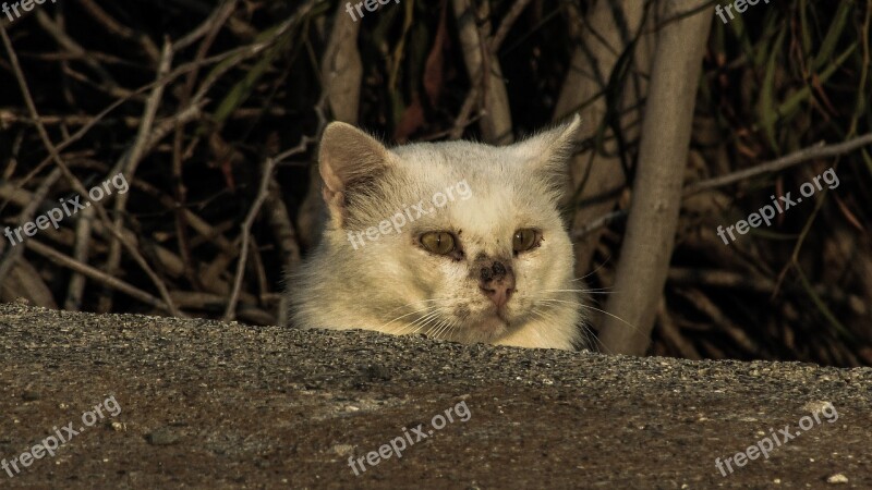 Cat Stray Wounded Frightened Hidden