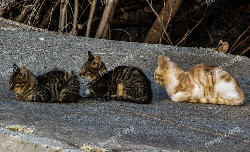 Cats Stray In A Row Three Cute