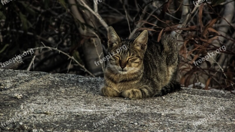 Cat Resting Sleeping Comfortable Relax