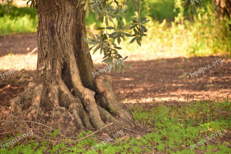 Olives Olive Tree Nature Plant Tree