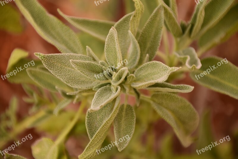 Sage Leaves Herbs Healthy Green