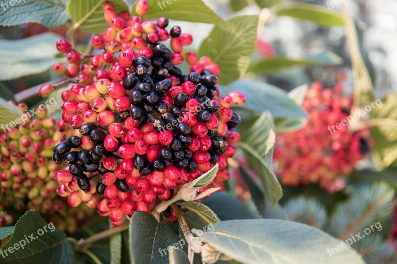 Berries Red Black Bush Bed