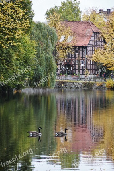 Golden October At The Pond Nils Goose Couple Autumn Idyll Fachwerkhaus