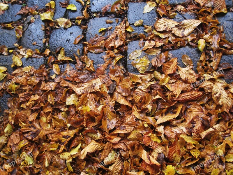 Cobbled Leaves Slippery Autumn Wet