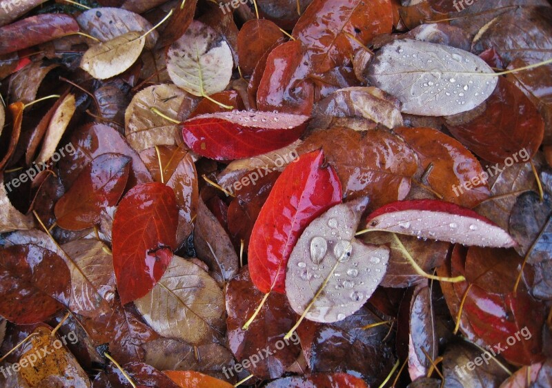 Wet Leaves Fall Foliage Raindrop Fall Leaves Leaves