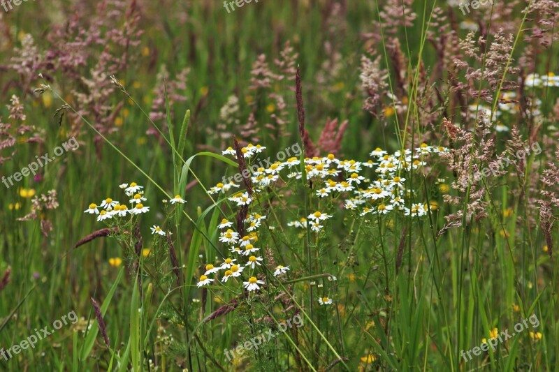 Chamomile Wild Meadow Green Wild Grasses Wild Grass