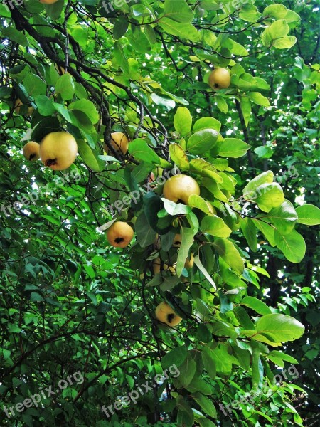 Quittenbaum Fruit Season Ripe Cydonia Oblonga