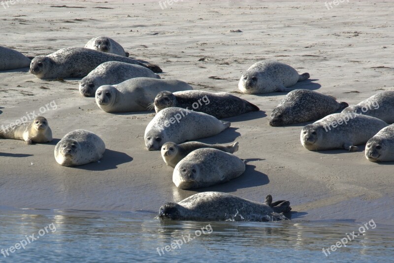 Crawl Grey Seals Sandbar Meeresbewohner Water Creature