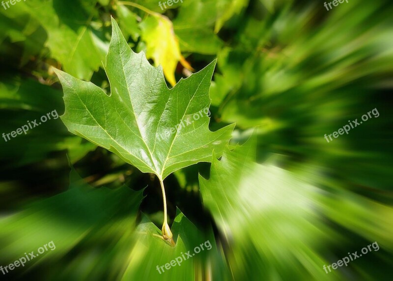 Autumn Autumn Leaf Fall Color Leaves Autumn Colours