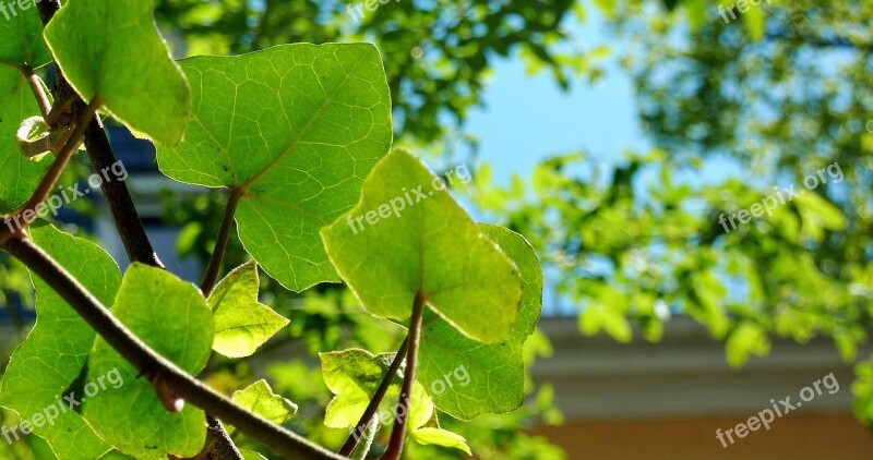 Autumn Autumn Mood Colorful Leaves Leaves Tree