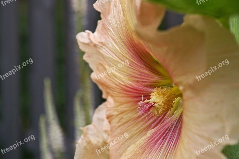 Stock Rose Cottage Garden Garden Blossom Bloom