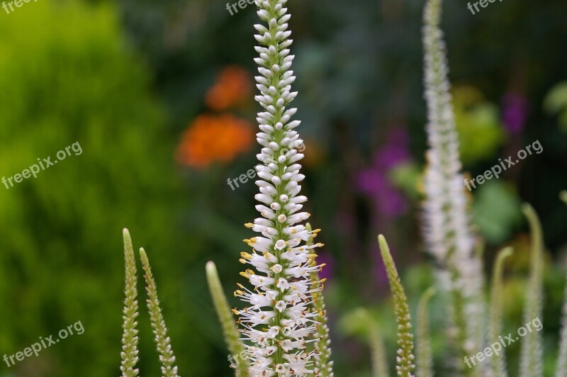 Honorary Award Plant White Speedwell Flowers Nature