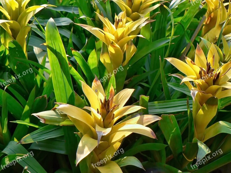 Bromeliad Pineapple Tropical Plant Yellow Leaves Yellow-green Contrast