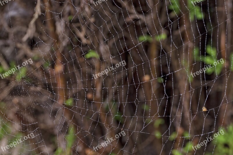 Macro Cobweb Nature Web Garden