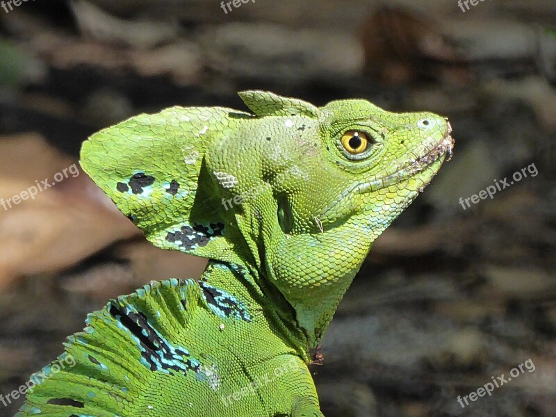 Lizard Basil Reptile Green Costa Rica