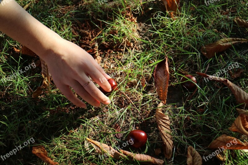 Chestnuts Hand Nature Autumn Free Photos